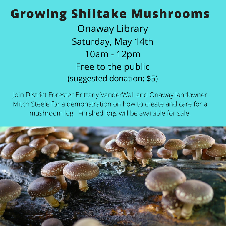 mushroom workshop flyer 2022 (002).png