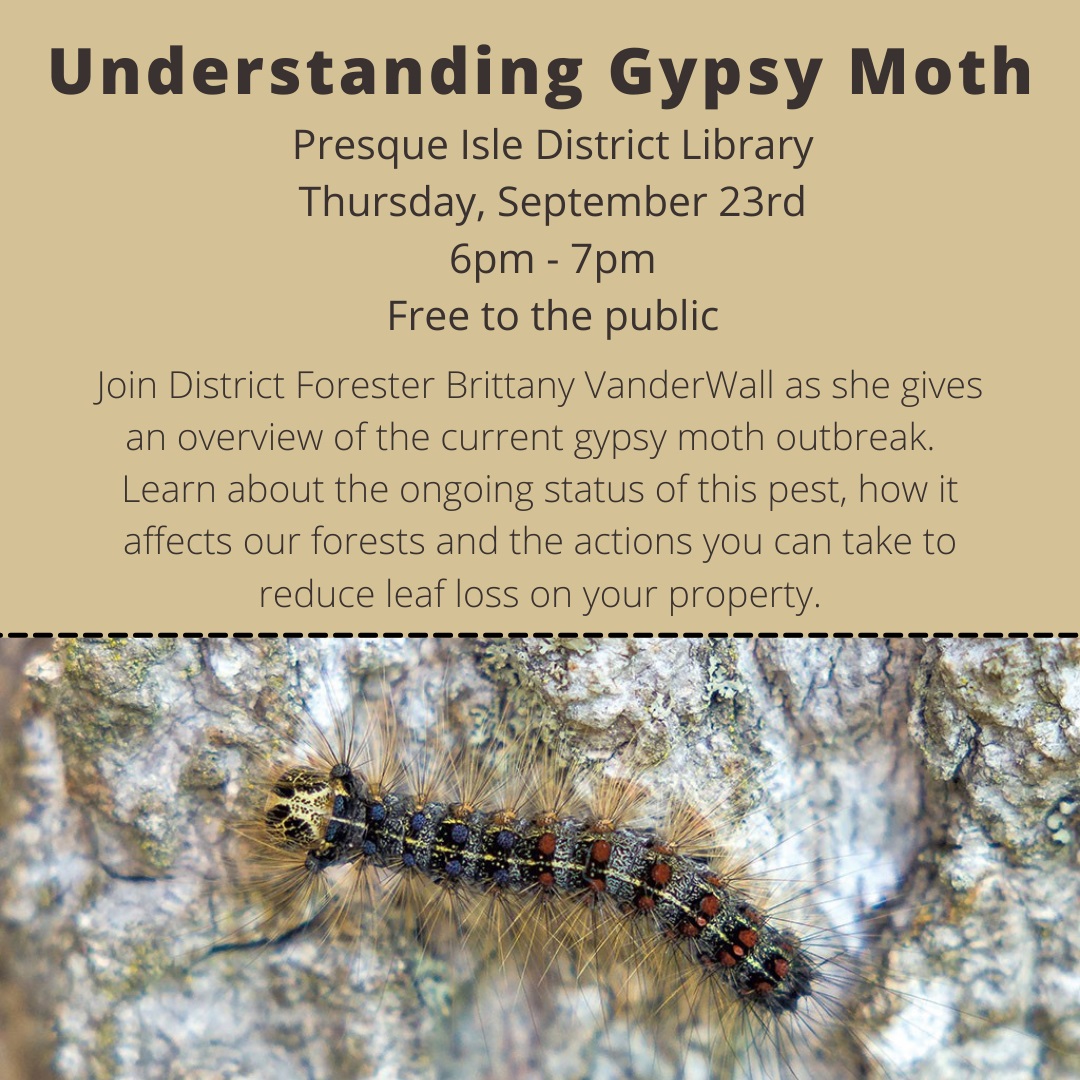 Understanding Gypsy Moth (1).jpg